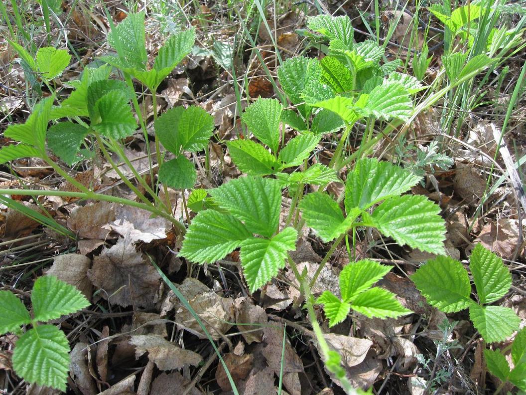 Image of Rubus saxatilis specimen.