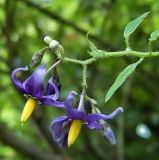 Solanum dulcamara. Соцветие. Чувашия, окр. г. Шумерля, пойма р. Сура, оз. Змеиное. 1 августа 2006 г.