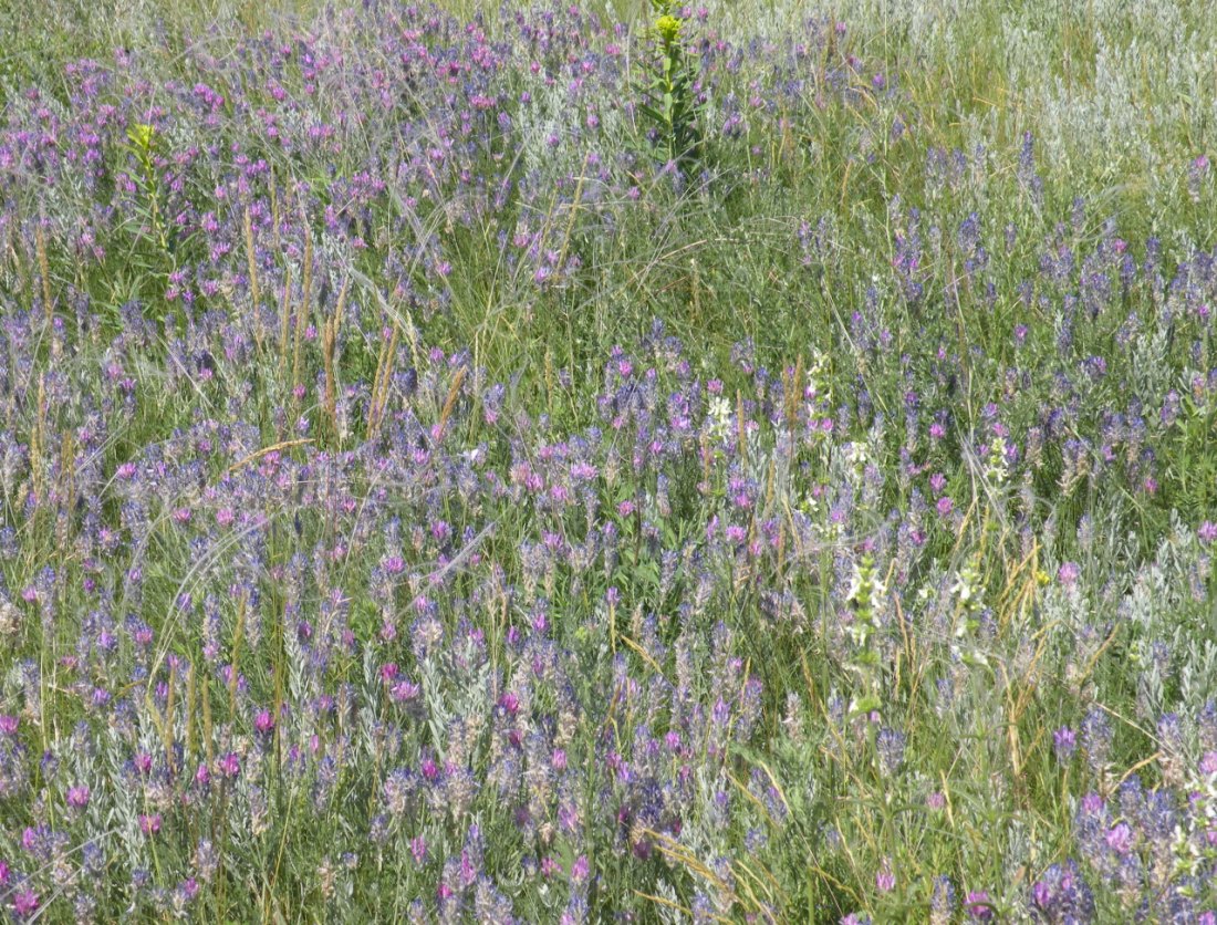 Изображение особи Astragalus onobrychis.