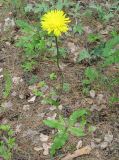 Trommsdorffia maculata
