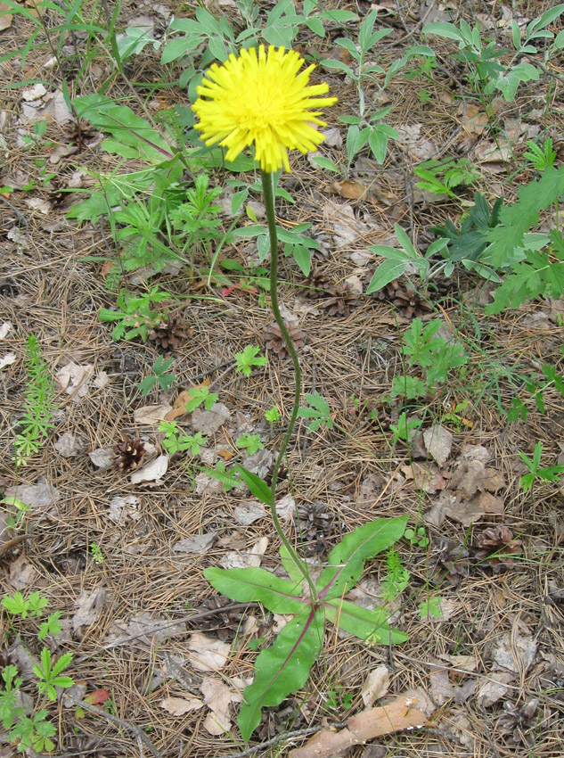 Изображение особи Trommsdorffia maculata.