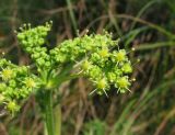 Heracleum sibiricum. Часть соцветия. Украина, Донецкая обл., Славянский р-н, окр. с. Богородичное. 31.07.2011.