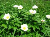 Paeonia lactiflora. Цветущие растения. Приморский край, окр. г. Находки. 18.06.2011.