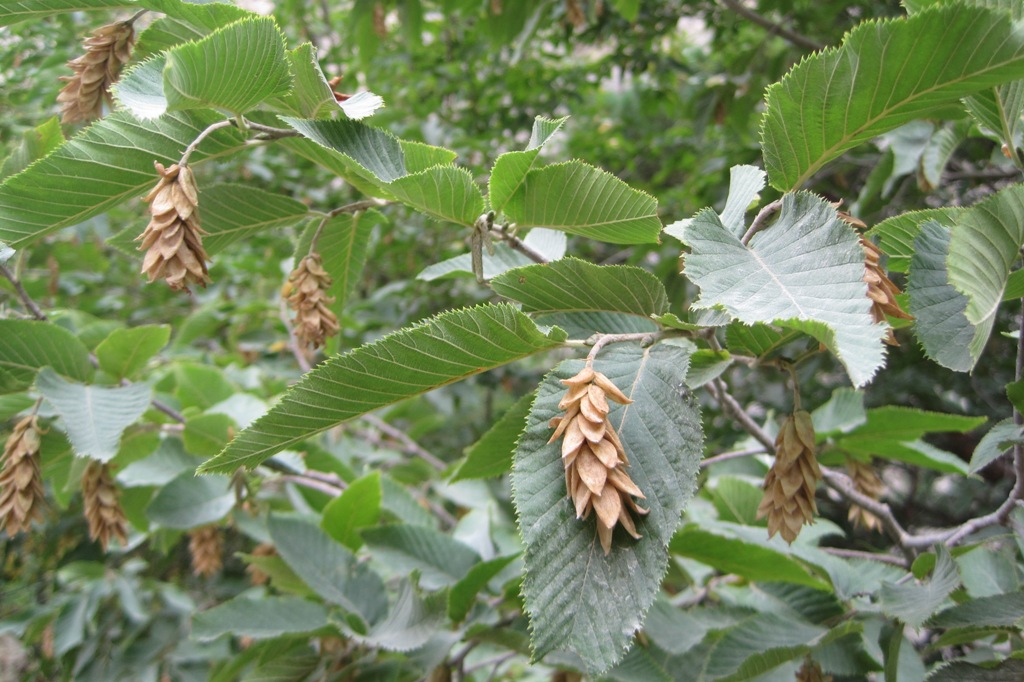 Image of Ostrya carpinifolia specimen.