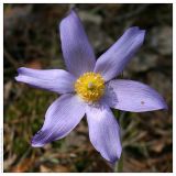 Pulsatilla patens