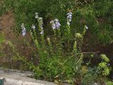 Campanula pyramidalis. Цветущее растение на городской стене. Хорватия, Дубровник. 21 августа 2010 г.