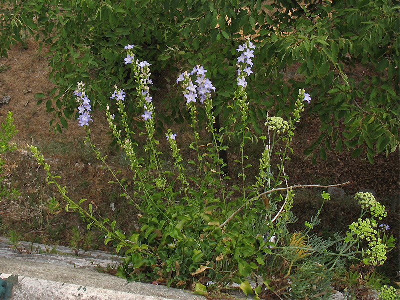 Изображение особи Campanula pyramidalis.