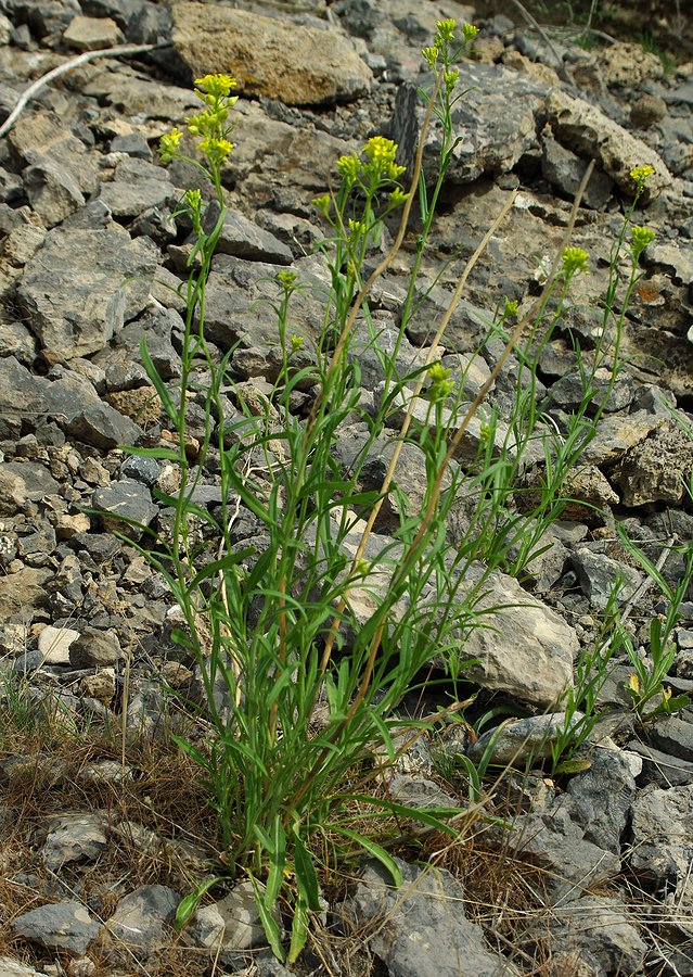 Image of Sisymbrium polymorphum specimen.