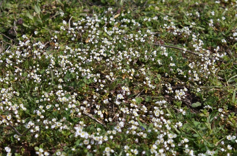 Изображение особи Erophila verna.