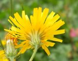 Crepis tectorum