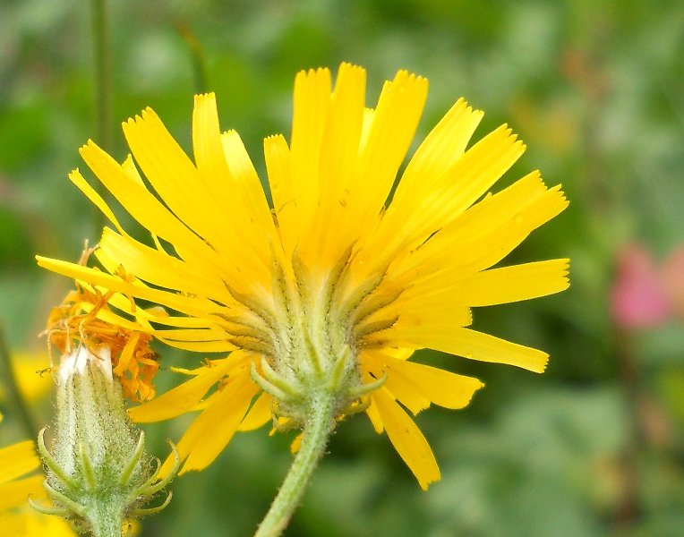 Изображение особи Crepis tectorum.