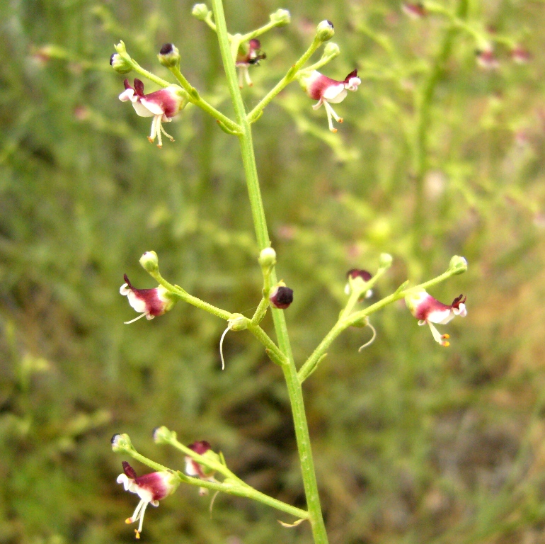 Изображение особи Scrophularia xanthoglossa.