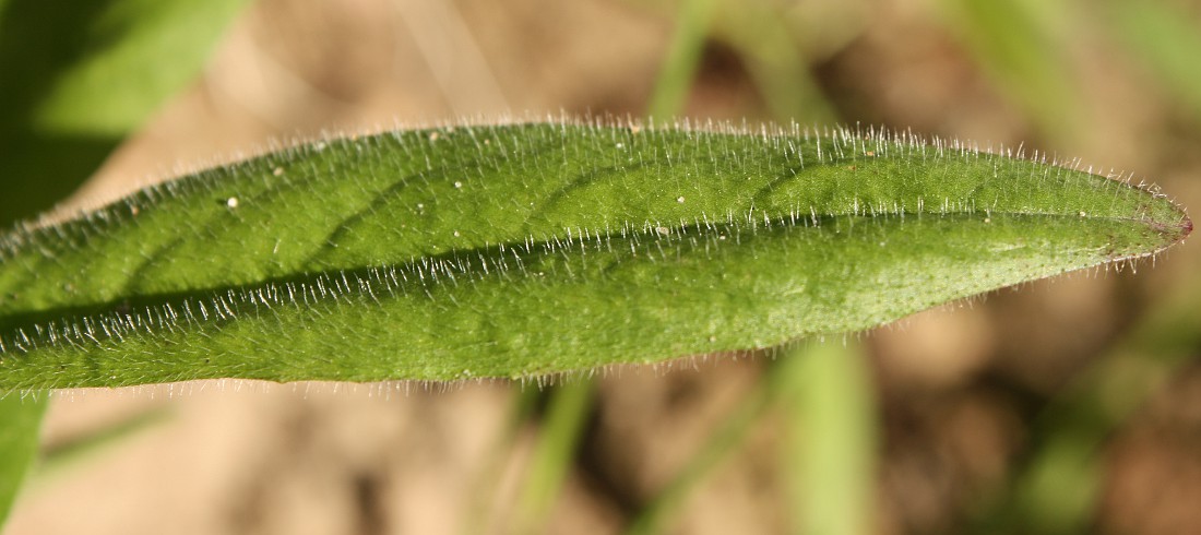 Image of Pilosella caespitosa specimen.