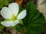 Rubus chamaemorus