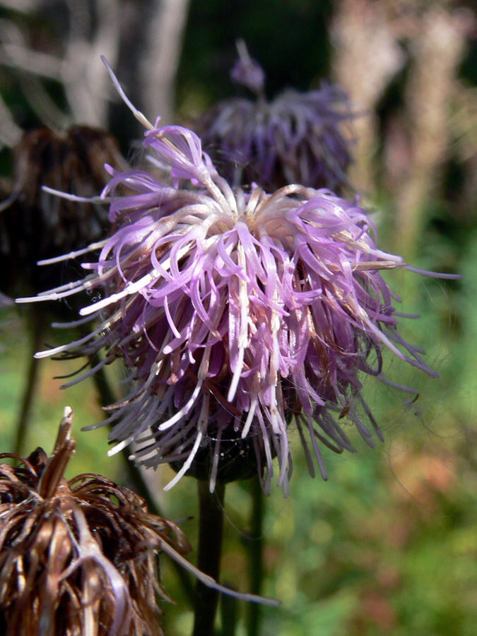 Image of Cirsium setosum specimen.
