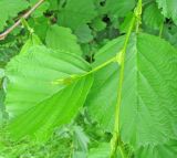 Alnus &times; pubescens