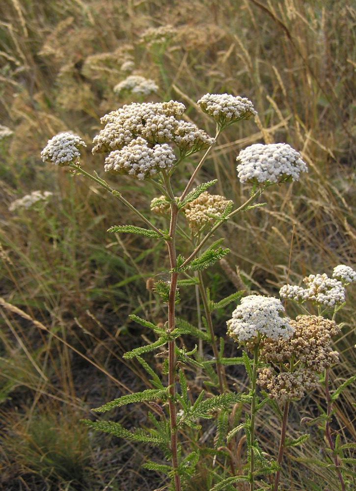 Изображение особи Achillea setacea.