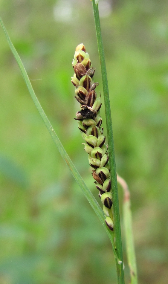 Image of Carex nigra specimen.