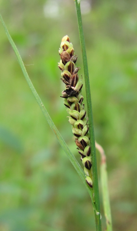 Изображение особи Carex nigra.