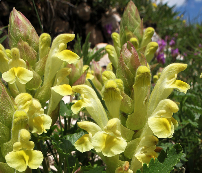 Изображение особи Scutellaria polyodon.