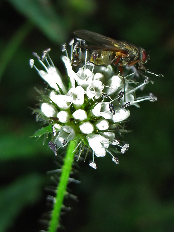 Изображение особи Dipsacus pilosus.