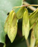 genus Fraxinus. Плоды. Приморье, Владивосток, Ботанический сад. 23.08.2009.