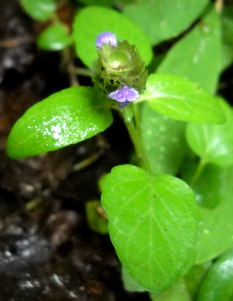 Image of Prunella vulgaris specimen.