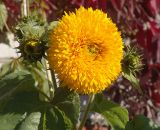 Helianthus annuus. Верхушка растения с соцветиями (декоративная форма \"Медвежонок\"). Московская обл., Раменский р-н, окр. дер. Хрипань, дачный участок. 22.09.2006.