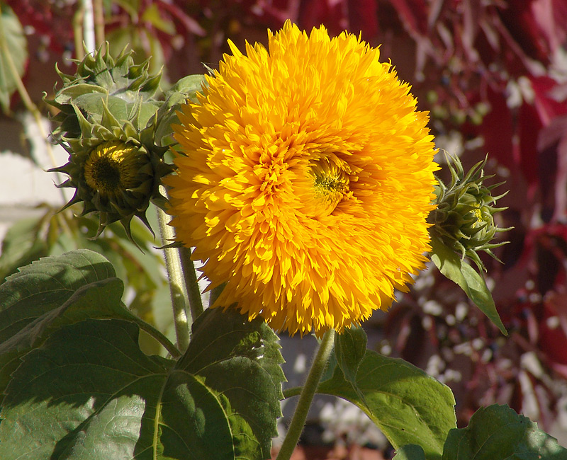 Изображение особи Helianthus annuus.