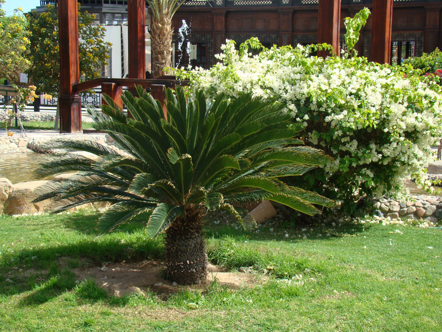 Image of Cycas revoluta specimen.