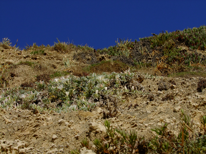 Image of Convolvulus secundus specimen.