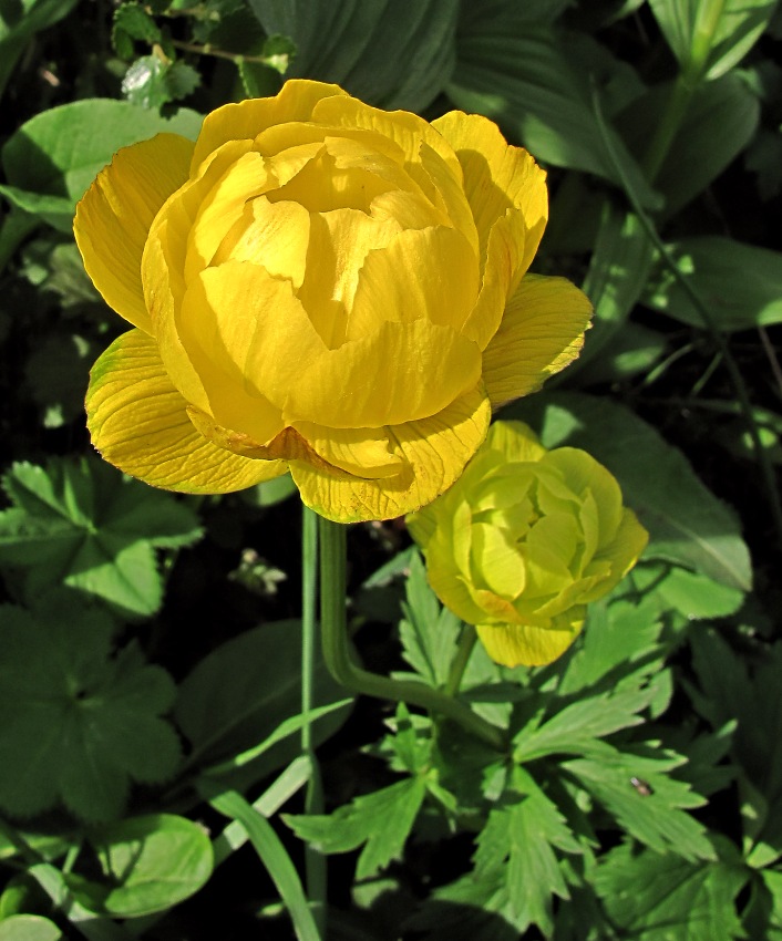 Изображение особи Trollius europaeus.