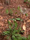 Taraxacum marklundii