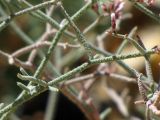 Limonium pruinosum