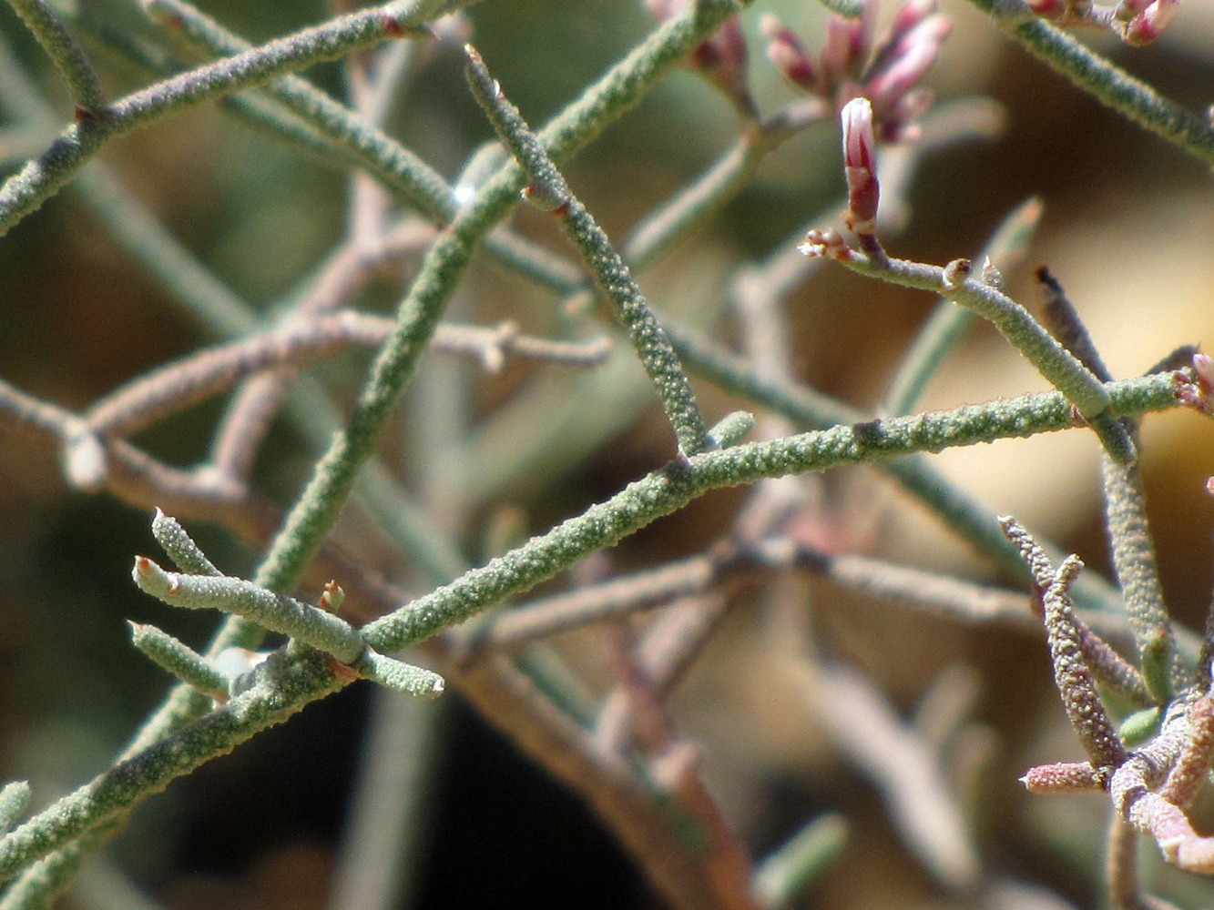 Изображение особи Limonium pruinosum.