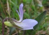 Viola lactea. Цветок. Испания, Страна Басков, Арратия, горный перевал Барасар, заболоченная котловина между двумя хребтами. Начало мая 2012 г.