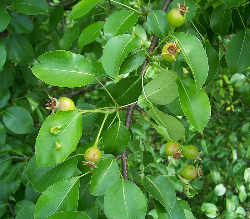 Image of Pyrus pyraster specimen.