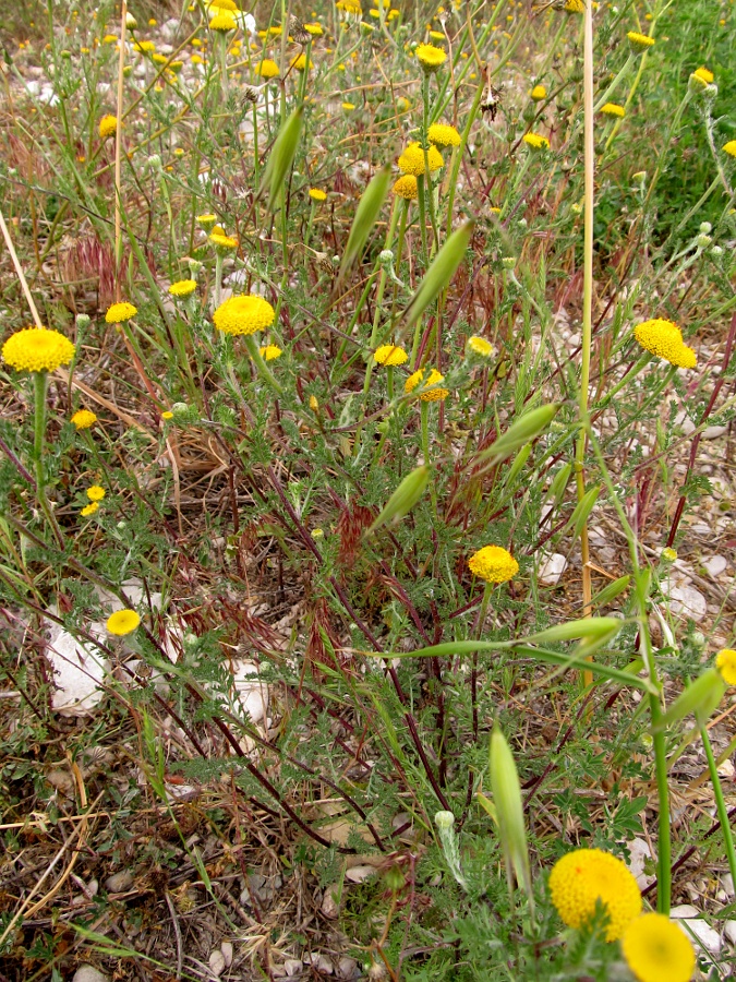 Image of Anacyclus valentinus specimen.