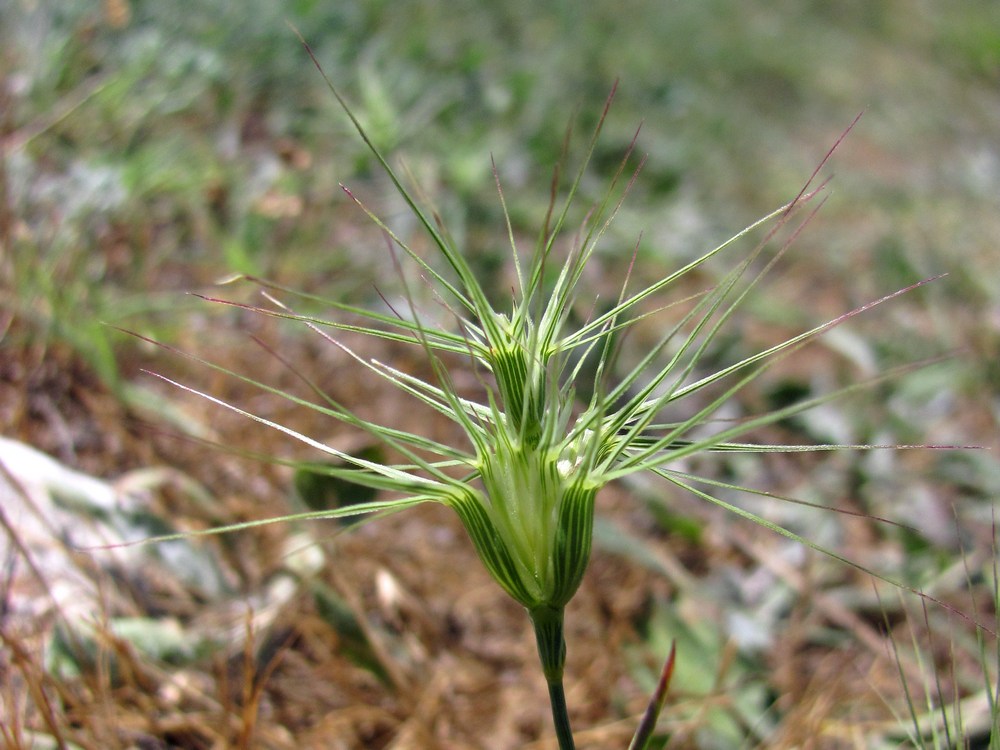 Изображение особи Aegilops geniculata.