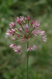 Allium trachyscordum