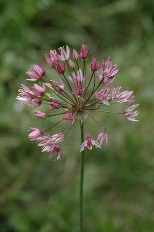 Image of Allium trachyscordum specimen.