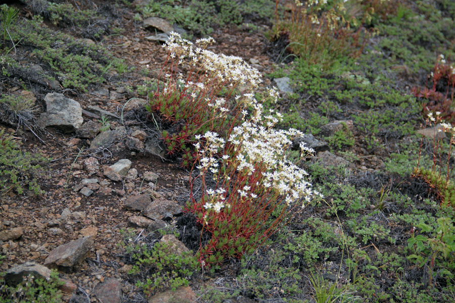 Изображение особи Saxifraga spinulosa.