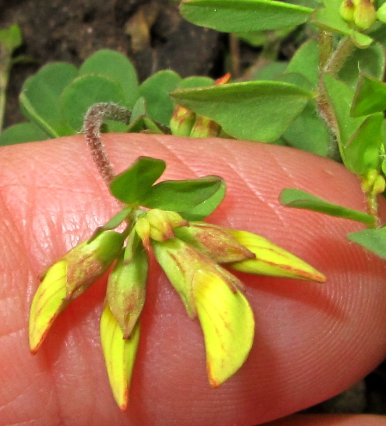 Image of Lotus peczoricus specimen.