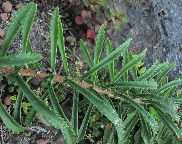 Image of Aizopsis selskiana specimen.