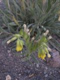 Onosma caucasica