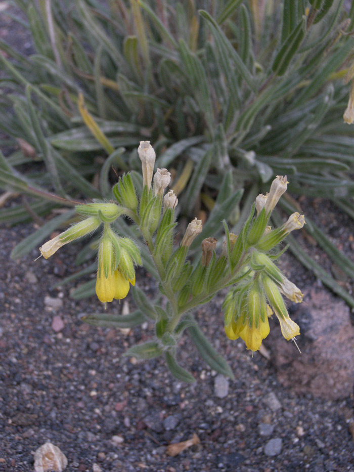 Image of Onosma caucasica specimen.