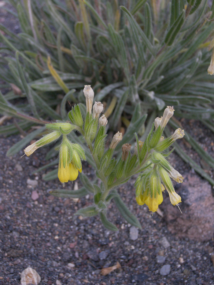 Изображение особи Onosma caucasica.