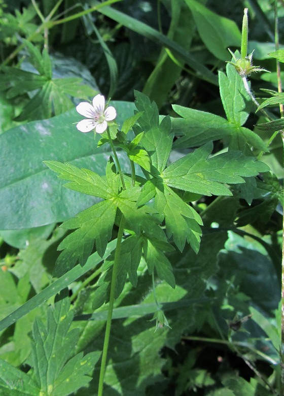 Image of Geranium sibiricum specimen.