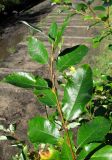 Salix phylicifolia