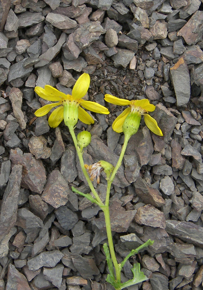 Image of Senecio vernalis specimen.
